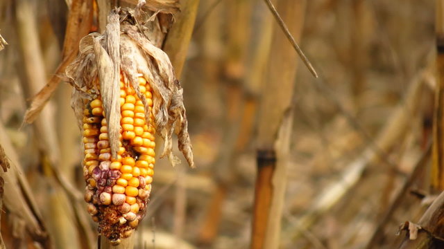 Corn destroyed by drought - pan left