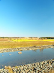 菜の花咲く水辺の風景