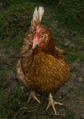 hens fair farm free running. cock