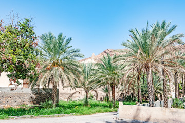 Fototapeta na wymiar Omani oasis in Nizwa, Dakhiliya, Oman.