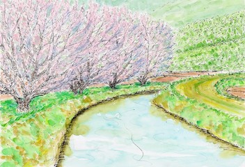 満開の桜
