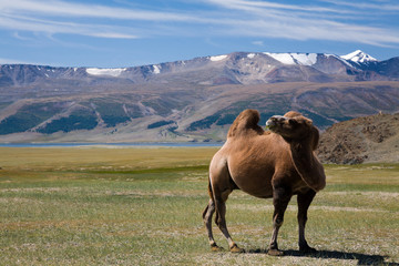 Camel in mongolian desert