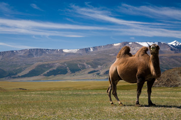 Camel in mongolian desert