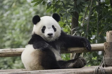 Crédence en verre imprimé Panda Panda
