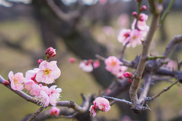 plum blossom