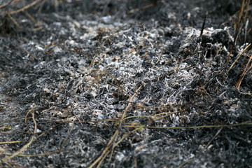ashes from agricultural