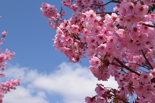 サクラ／満開の桜を撮影した、春イメージの写真です。