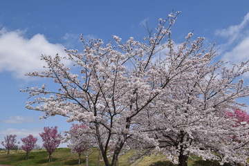 サクラ／満開の桜を撮影した、春イメージの写真です。