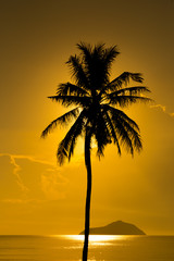 Silhouette Coconut Palm Tree