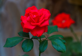 bush of l red roses