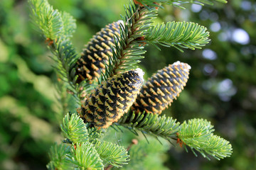 Fir branches with cones close up