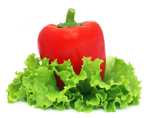 Capsicum with fresh lettuce
