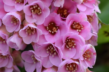 rosa Blüten
