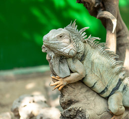 Green Iguana