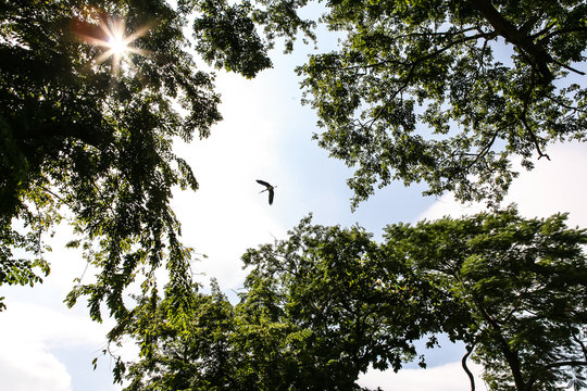 Fototapeta Bird flying in to the tree frame
