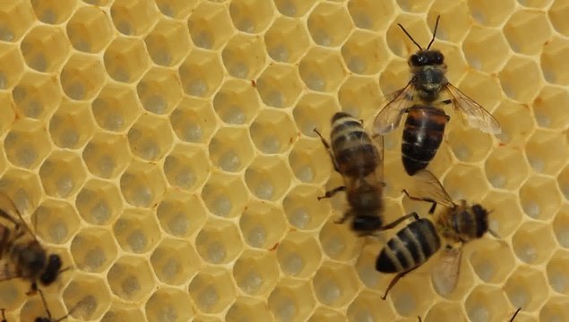 Bees build honeycombs. 
In cells placed nectar , honey and pollen.