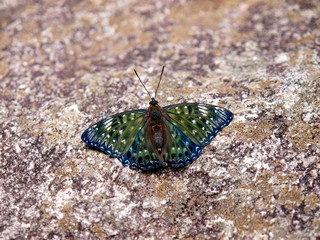 スミナガシ 尾白川渓谷／山梨県