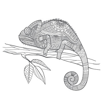 Zentangle stylized Chameleon lizard. Hand Drawn vector illustrat