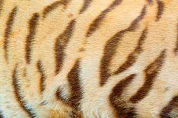 Real Tiger Fur Texture
