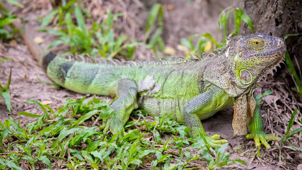 Green iguana in the zoo