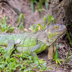 Green iguana in the zoo
