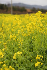 Obraz premium 菜の花畑