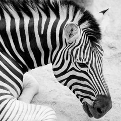 Fototapeta na wymiar Young zebra in the zoo