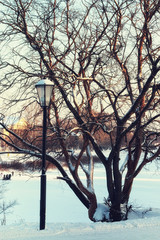 Winter street light tree