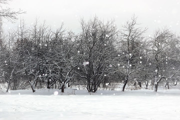 landscape winter park trees