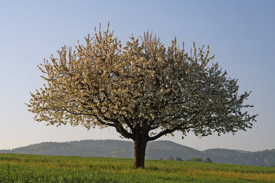 Fr&uuml;hling
