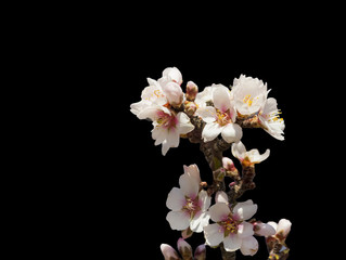 almond flowrs in black background, spring