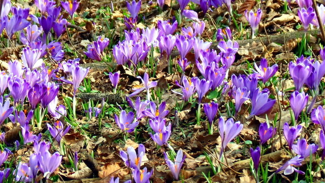 Meadow full of croccus vernus - tilt up