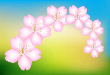 background with sakura. Pink flowers background