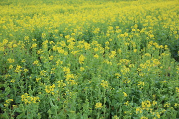 Obraz premium 菜の花畑