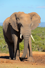 Fototapeta premium Large African elephant bull (Loxodonta africana), Addo Elephant National park, South Africa.
