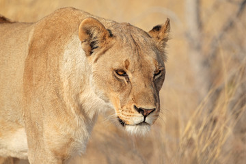 Obraz na płótnie Canvas Portrait of a female African lion (Panthera leo), Etosha National Park, Namibia.