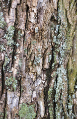 Old bark background with moss