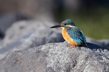 Kingfisher