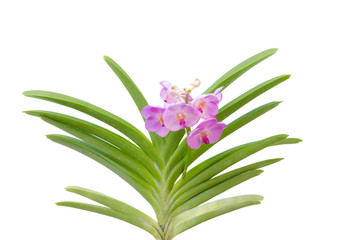 Hybrids vanda orchid isolated on white background