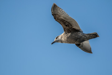 Seagull in flight on blue sky background