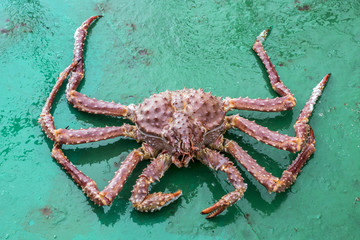 Golden king crab 