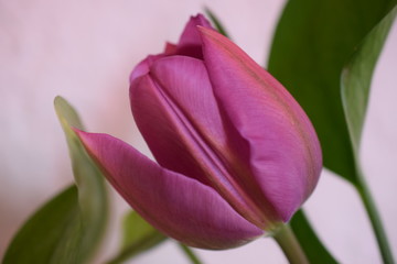 Fototapeta premium Tulpe