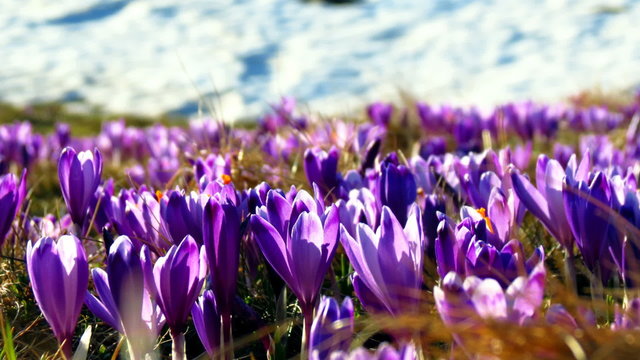 Meadow full of crocus vernus with snow - zoom in