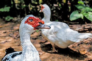 Obraz premium musky duck or indoda on a walk