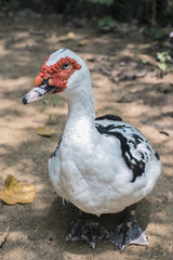 Muscovy duck or a walk indoutka