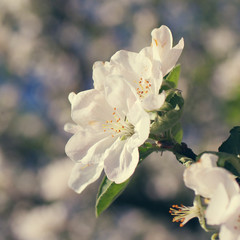white flowers blooming on branch