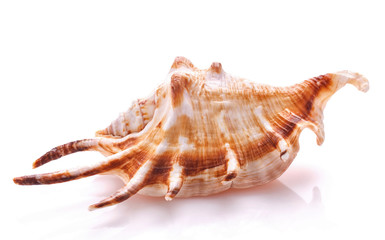 Sea shell isolated on white background