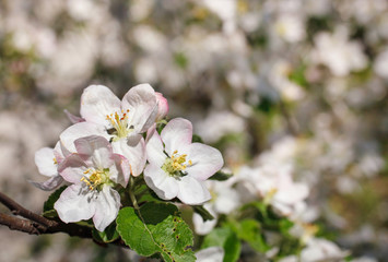 white flowers blooming on branch
