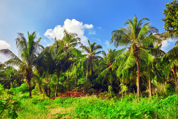Coconut palms on a tropical island in the Maldives, middle part