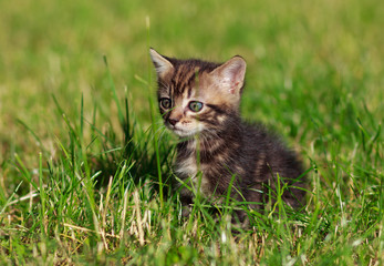 Naklejka na ściany i meble striped cat sits in the grass